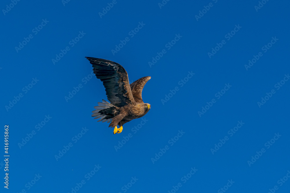 Fototapeta premium vulture in flight