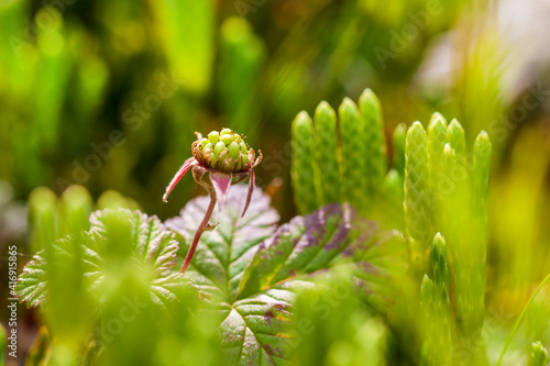 Blooming stagshorn clubmoss, Lycopodium clavatum growing in the green spring forest, botanical natural background