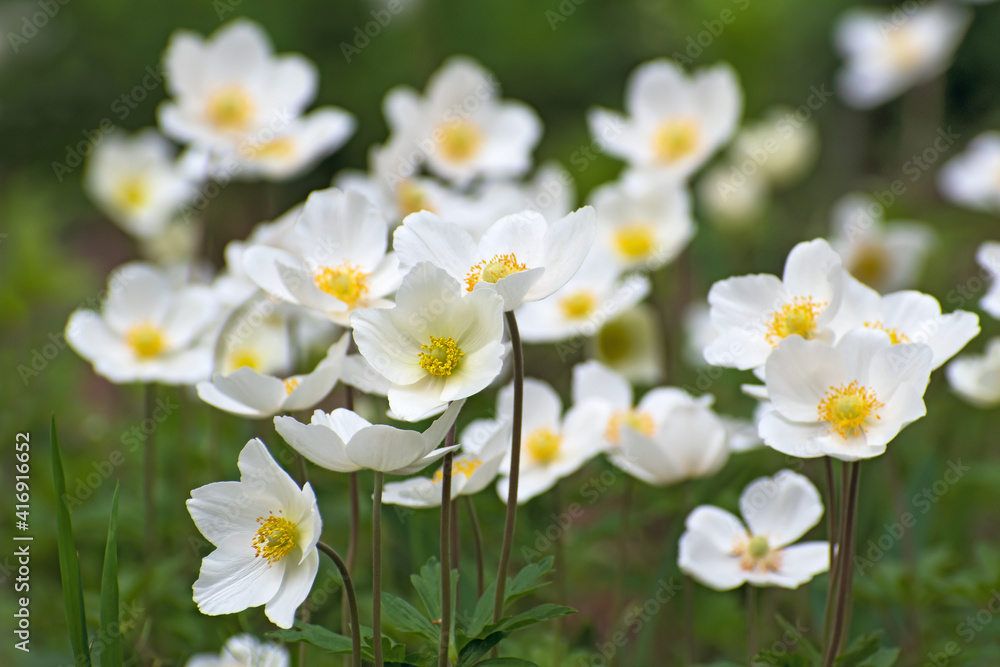 Amazing fresh white anemone flowers on the blurred multicolored floral background Amazing fresh white anemone flowers on the blurred multicolored floral background