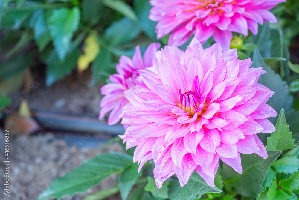 A Close-up of a pink Chrysanthemum flower is blooming in the garden. Nature background with copy space for text A Close-up of a pink Chrysanthemum flower is blooming in the garden. Nature background with copy space for text