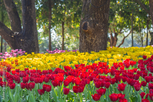 Red and yellow tulips are blooming in the garden. Beautiful floral background. Flowerbed with flowers. Close-up photo tulip