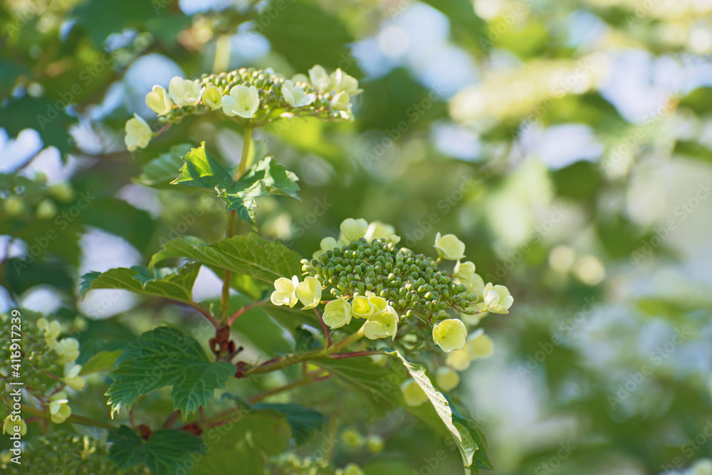 Beautiful branch of yellow viburnum and fresh green leaves on blurred multicolored floral background Beautiful branch of yellow viburnum and fresh green leaves on blurred multicolored floral background