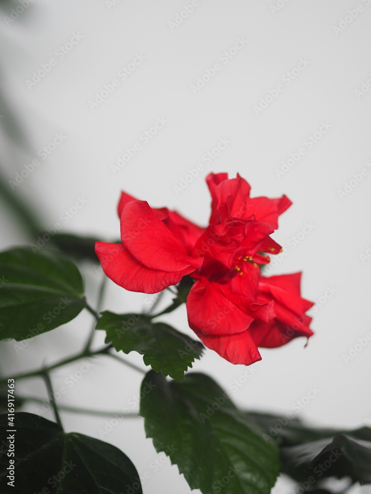 Floral background.Red hibiscus flower, in everyday life called the Chinese rose on a white background. Floral background.Red hibiscus flower, in everyday life called the Chinese rose on a white background.