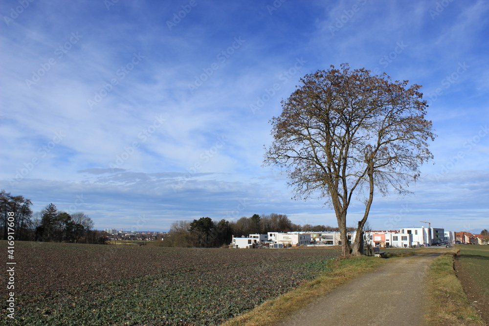 Fototapeta premium landscape with a tree