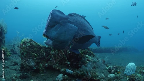 Giant Humphead Parrotfish - Bolbometopon muricatum doing cleaning next to the famous ship wreck Liberty. Underwater world of Tulamben, Bali, Indonesia. photo