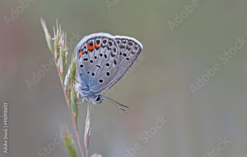 Multi-eyed Silver Blue butterfly - Polyommatus loewii photo