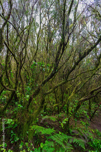 Bosque Laurisilva en el Parque Anaga en Tenerife.