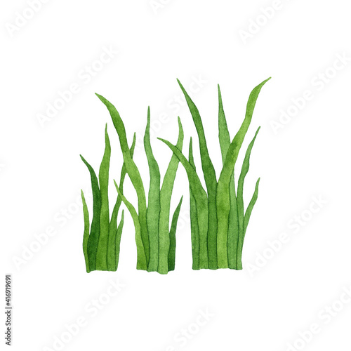 Watercolor illustration of grass. Hand drawn green grass isolated on white background.