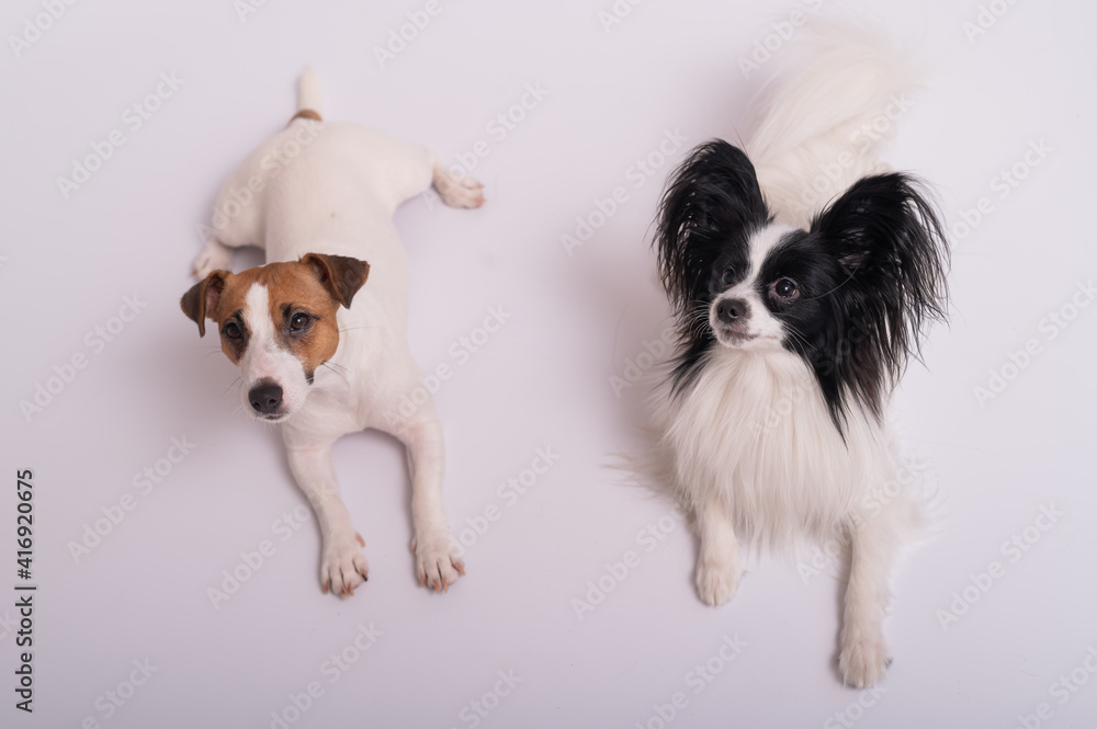 Two little cute dogs Jack Russell Terrier and Papillon breed on a white background Two little cute dogs Jack Russell Terrier and Papillon breed on a white background