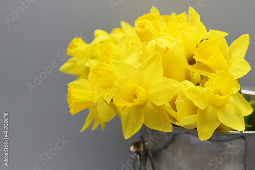 illuminating yellow daffodils in silver vase on ultimate gray background