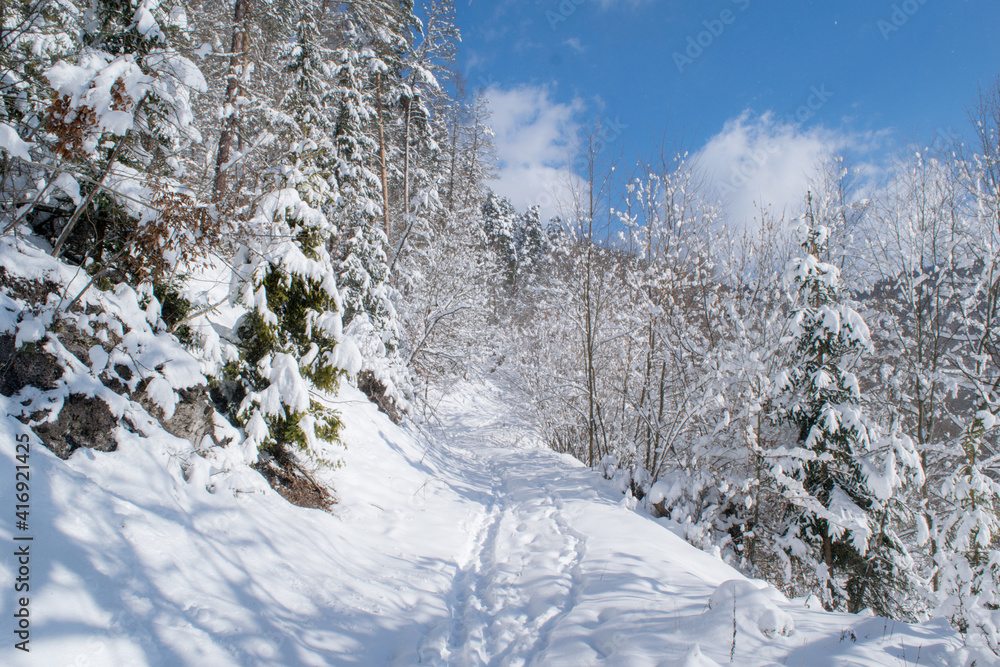 Obraz premium Fresh snow in forest