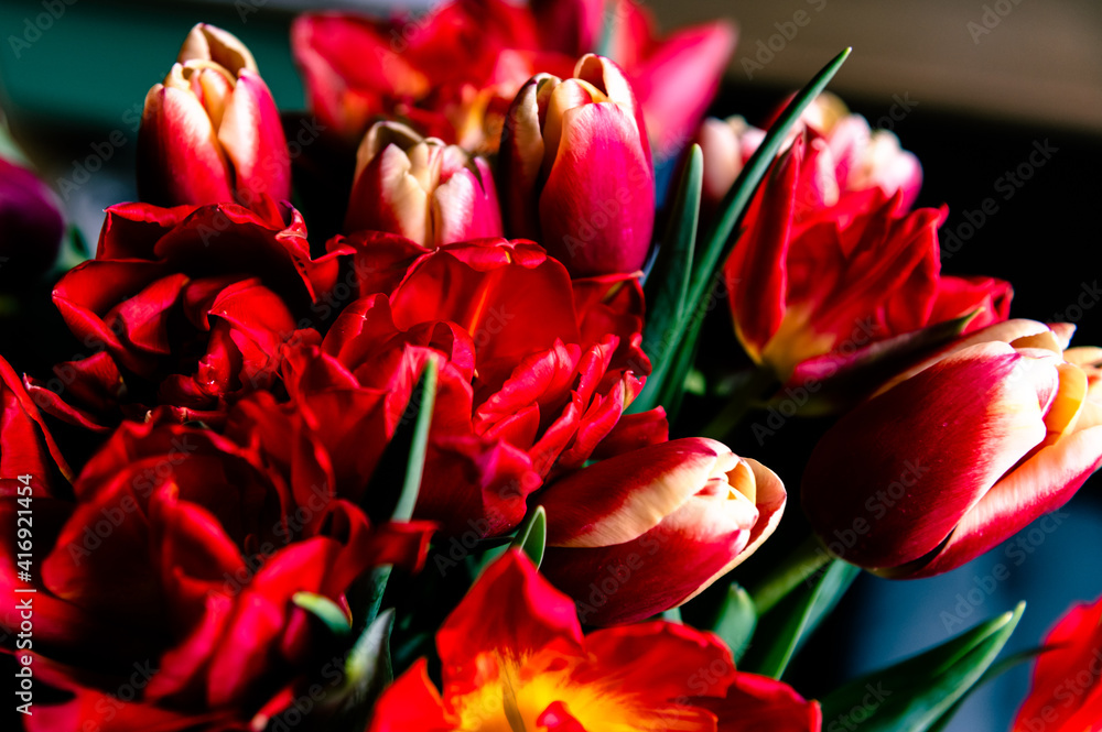the bouquet of variegated red tulips the bouquet of variegated red tulips