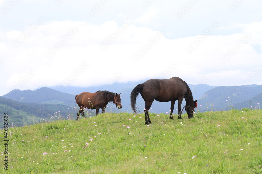 horses grazing in a meadow