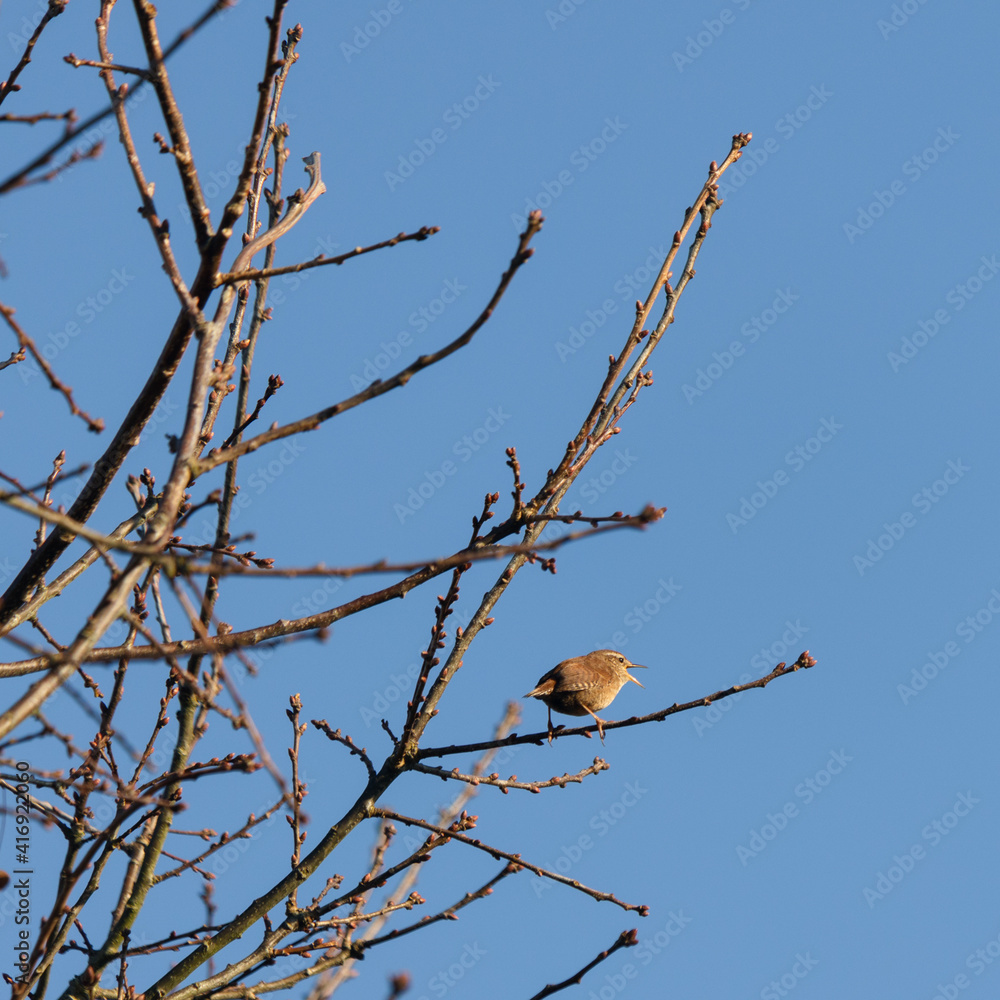 Tiny Wren (Troglodytes troglodytes) perched in a tree in wintertime Tiny Wren (Troglodytes troglodytes) perched in a tree in wintertime