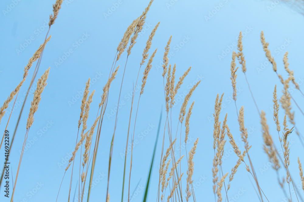 Bunch of wild cereal against blue sky, low angle view photography
Bunch of wild cereal against blue sky, low angle view photography