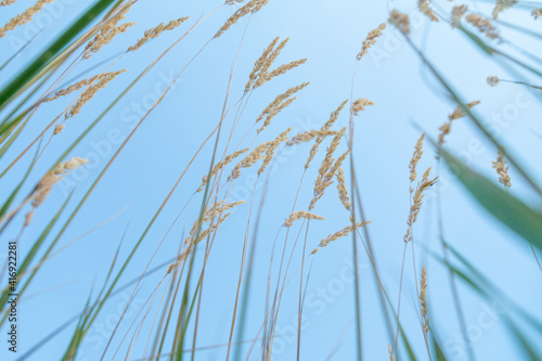 Bunch of wild cereal against blue sky, low angle view photography 