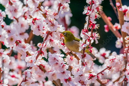 メジロと梅の花