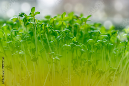 spring background, close up of green grass