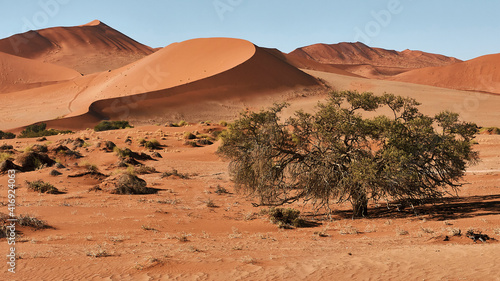 tree at beautiful red dunes in Namib desert, Sossusvlei