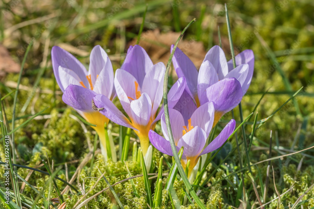 Fototapeta premium frühling