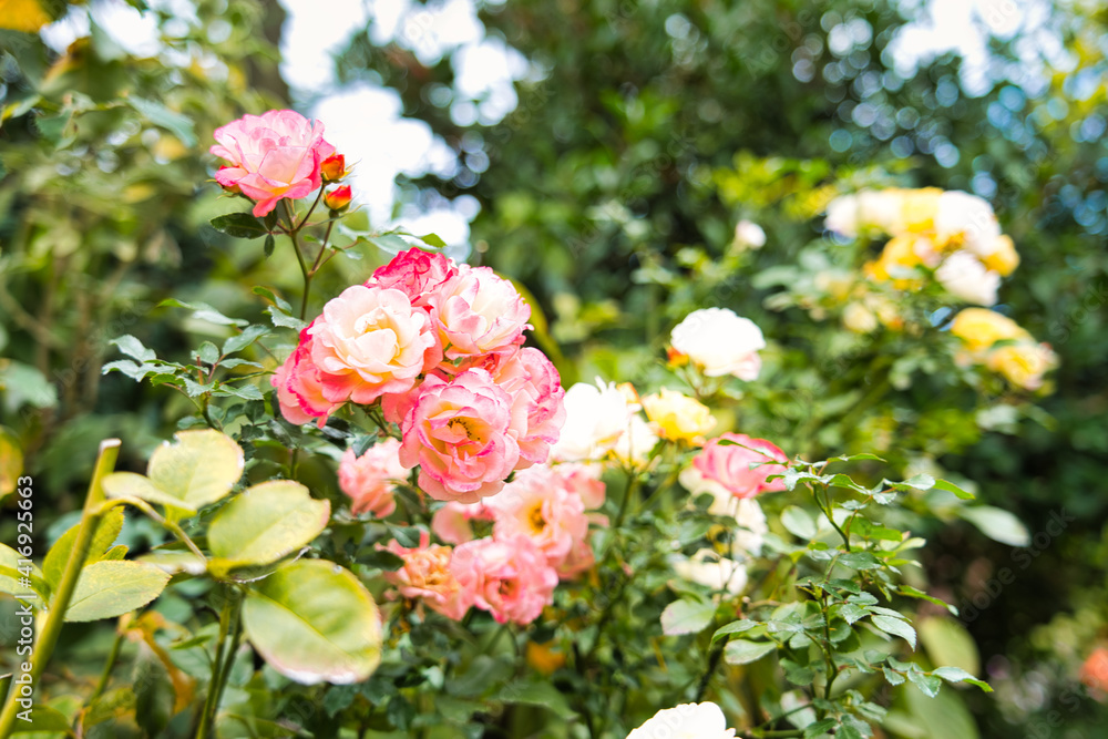 秋薔薇の咲く横浜イングリッシュガーデン 秋薔薇の咲く横浜イングリッシュガーデン