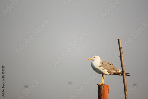 Seagull on the pier at sunset on neutral background