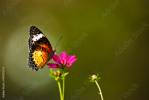 Butterfly on flower © Diganta