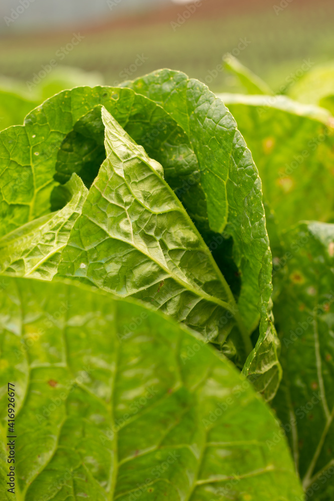 Fresh cabbage on the field with sunlight on top Fresh cabbage on the field with sunlight on top