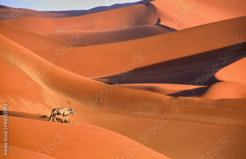 Oryx gazella walks over beautiful red sand dunes in Namib desert