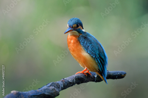 Lonely blue bird with sharp bills sitting on old wooden stick waiting for bathing in small stream, Common kingfisher