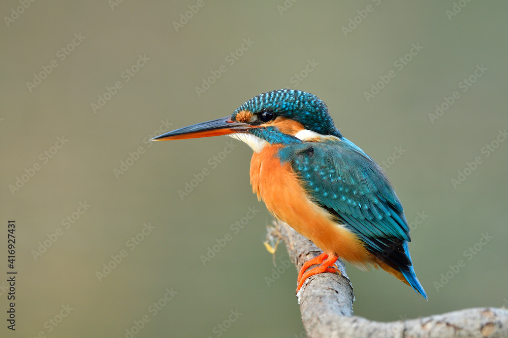 turquoise blue bird with brown chest and sharp beaks calmly perching on wooden branch while fishing in stream, female common kingfisher turquoise blue bird with brown chest and sharp beaks calmly perching on wooden branch while fishing in stream, female common kingfisher