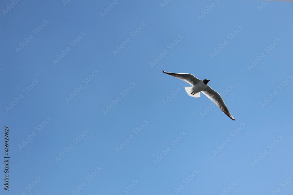 A bird flying alone in the blue winter sky of Aswan in Egypt