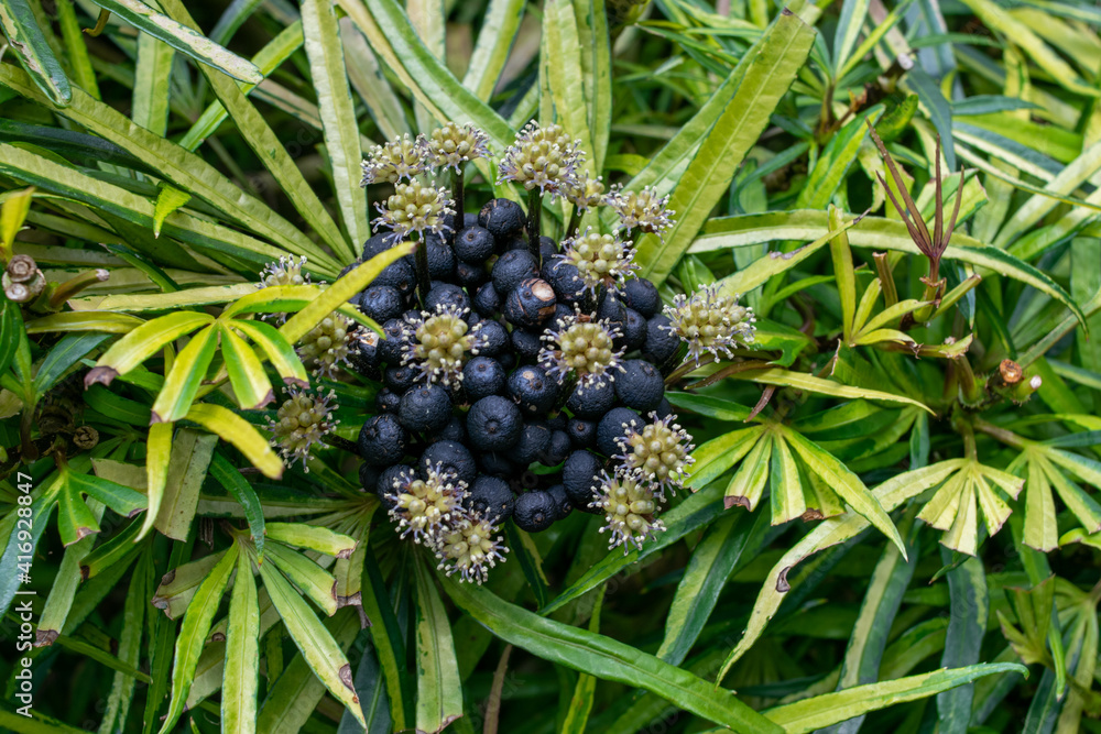 Plant long green leaves in the garden. purple fruit Plant long green leaves in the garden. purple fruit