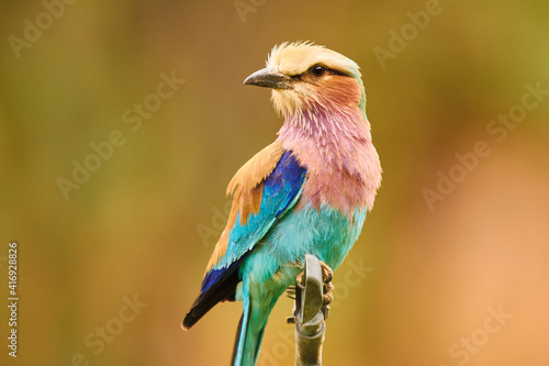 lilacbrested roller, Coracias caudatus, sitting on branch, close photo