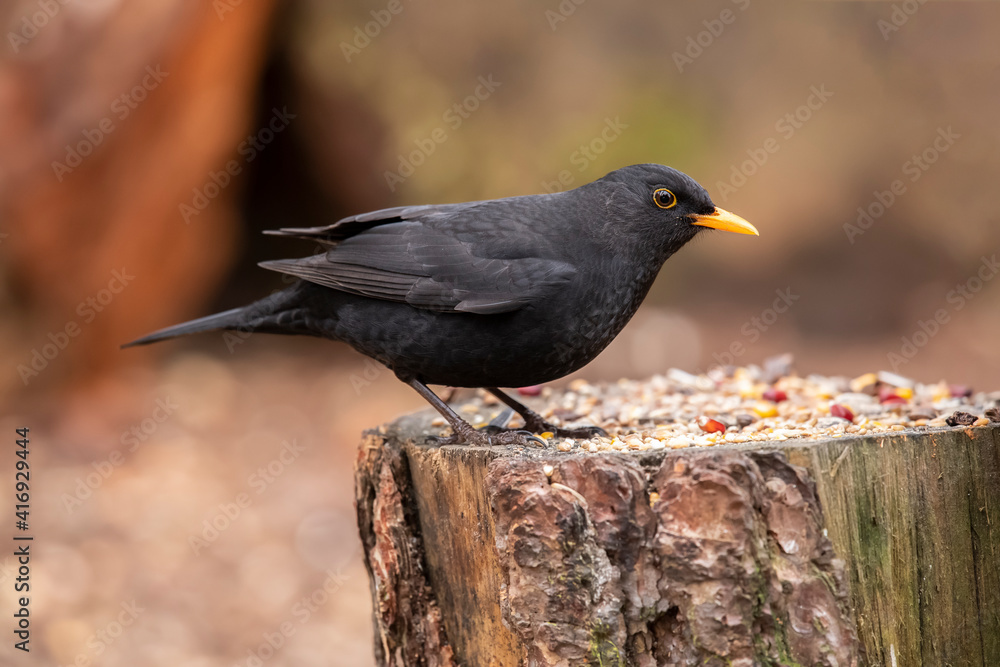 Blackbird Blackbird