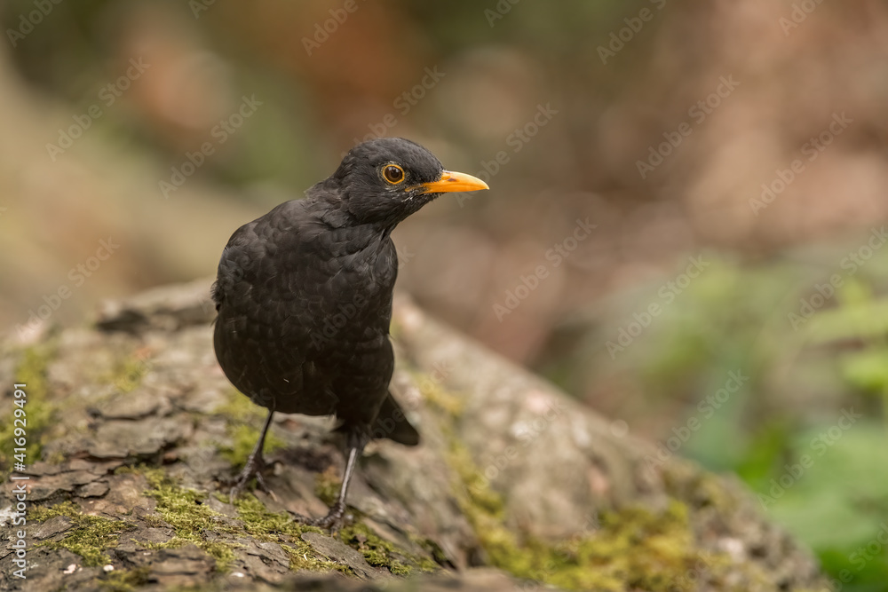 Blackbird Blackbird