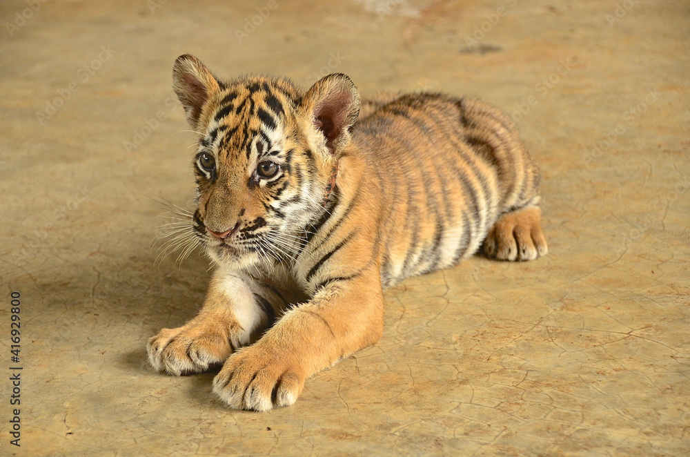 Fototapeta premium Baby Tiger Portrait