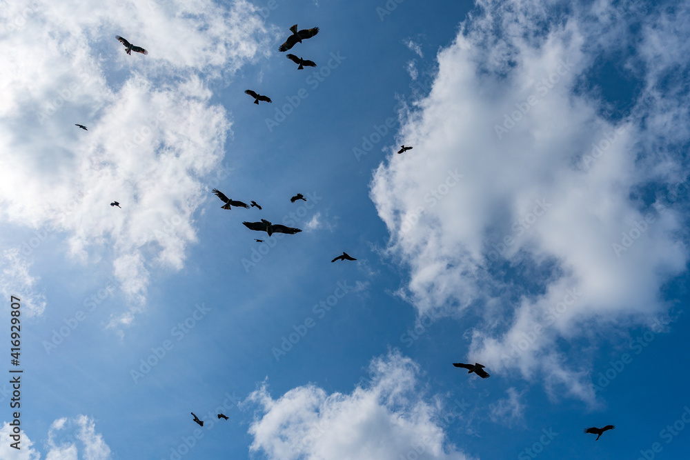 大空を舞う鳶の群れ