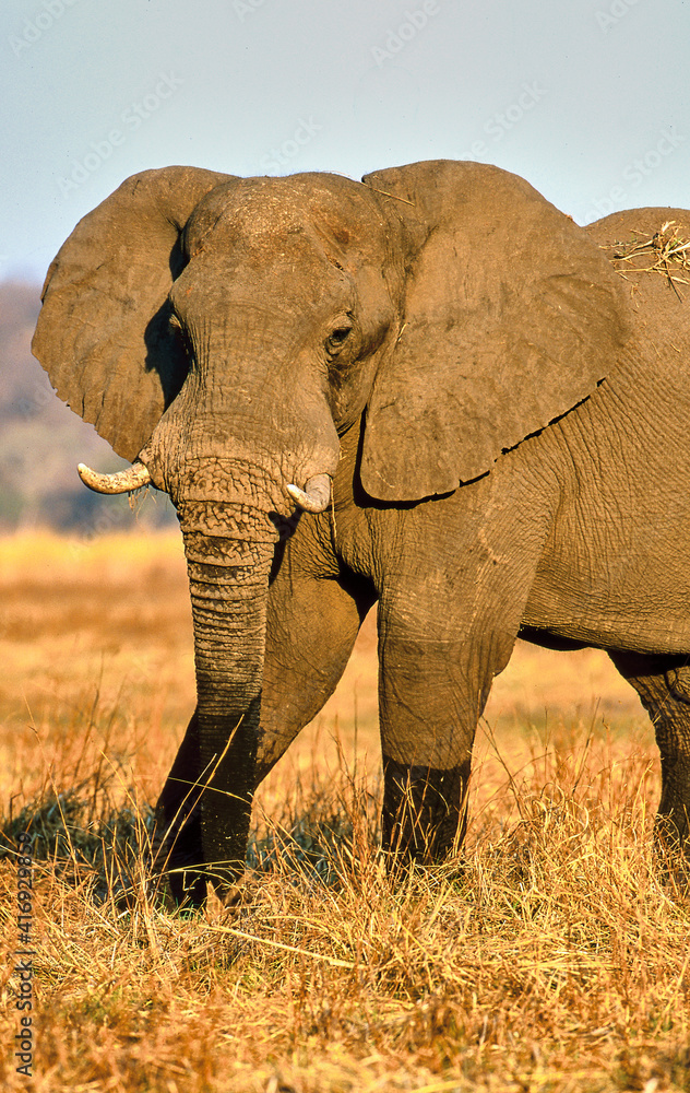 Fototapeta premium big african elephant, Loxodonta africana, from the front, portrait
