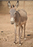 African donkey on a farm