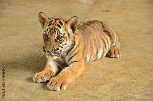 Baby Tiger Portrait