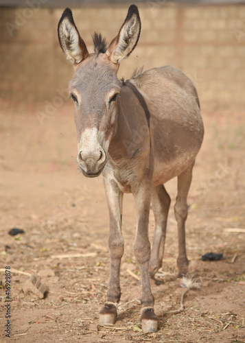 African donkey on a farm © Michael
