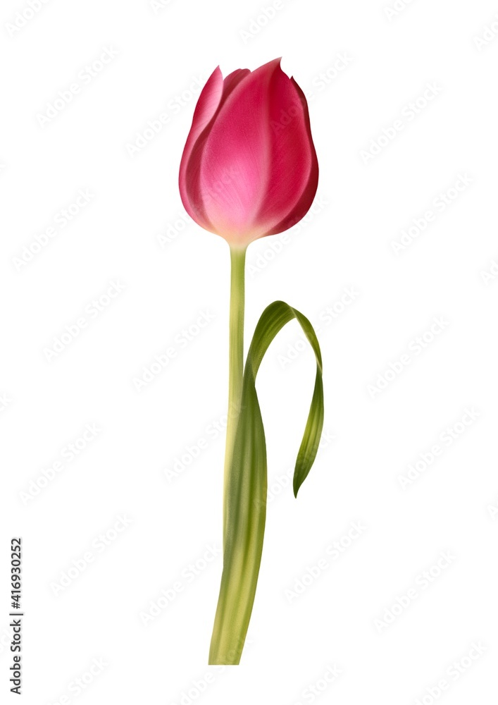Digital painting illustration of Red Tulip on a white background Digital painting illustration of Red Tulip on a white background