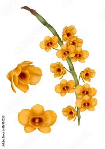 Digital painting illustration of Dendrobium chrysanthum Wallich ex Lindley 1830. photo