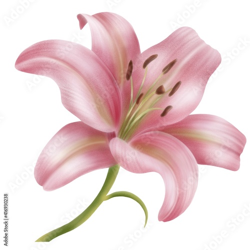 Digital painting illustration of Pink Lilly on a white background