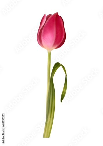 Digital painting illustration of Red Tulip on a white background