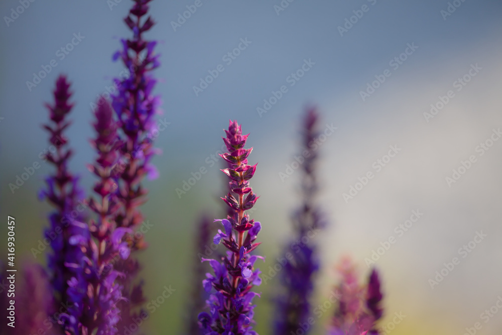 close-up of blue and purple sage blossoms with blurry background close-up of blue and purple sage blossoms with blurry background