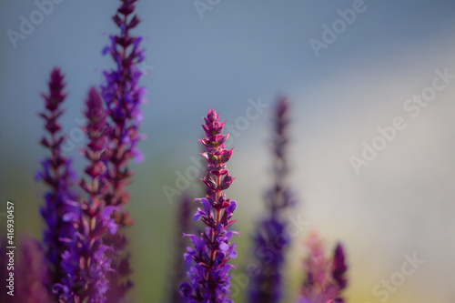 close-up of blue and purple sage blossoms with blurry background