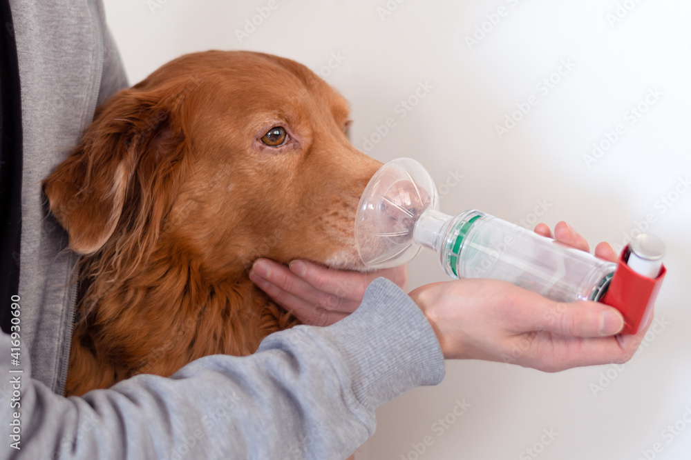 Dog treated with an asthma inhaler. The inhaler helps the dog breath