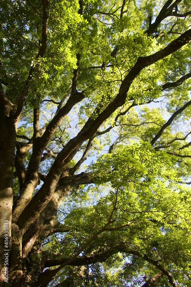 Fototapeta premium Tree